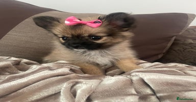 Pomchi dogs - Advert 2