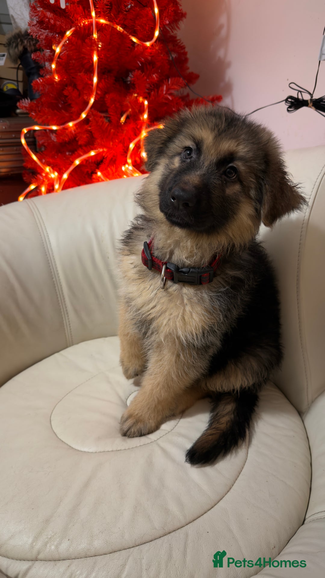German Shepherd dogs for sale: German shepard pups black tan girl  reduced - Advert 8
