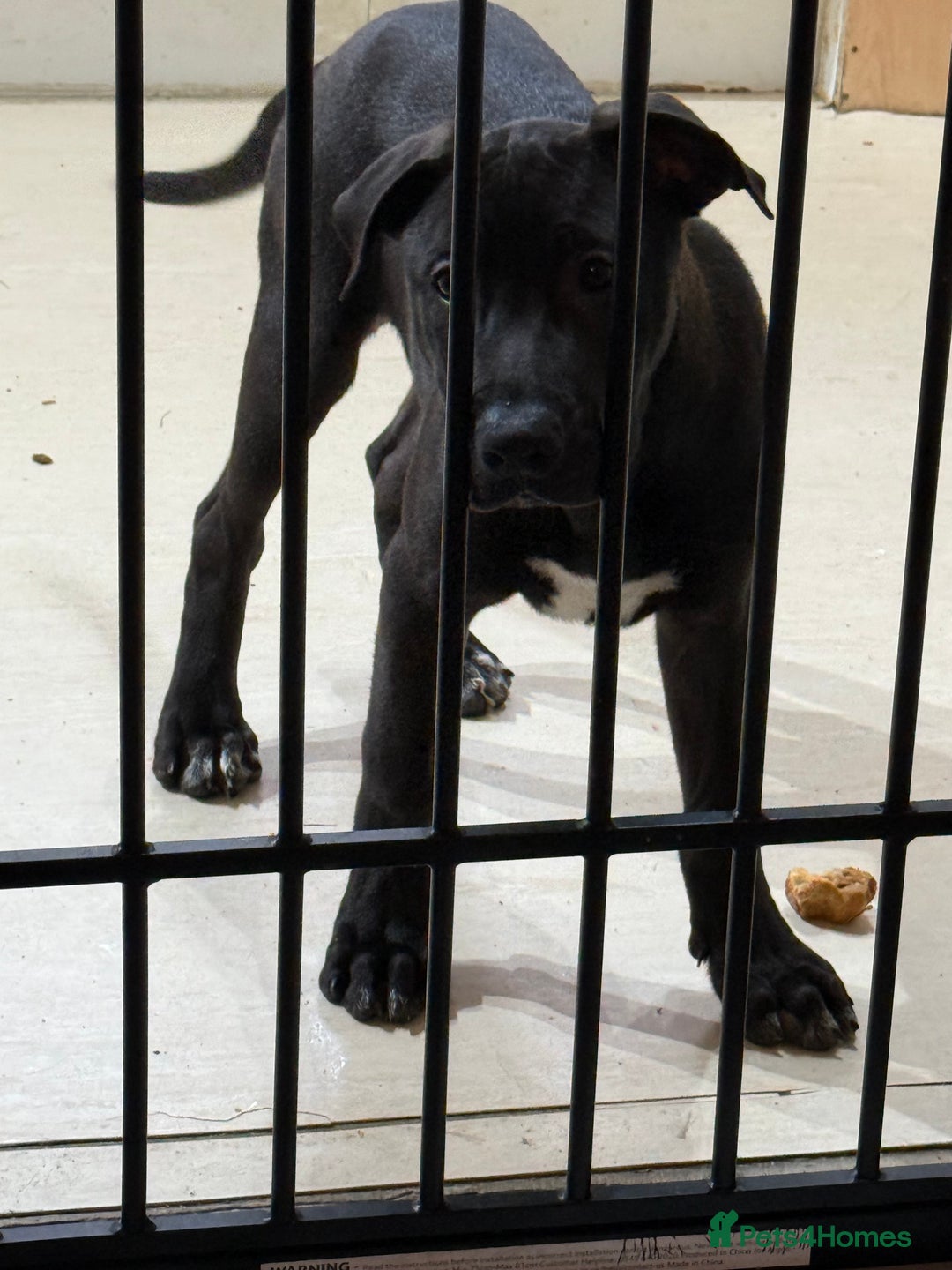 Mixed Breed dogs for sale: READY NOW ‼️‼️ beautiful Cane Corso 🐶 - Advert 2