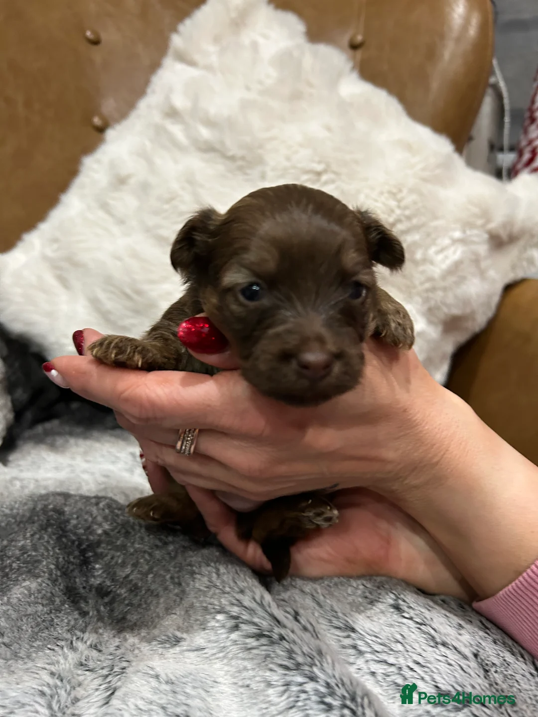 Mixed Breed dogs for sale: Miniature dachshund pomeranian sausage dog small  - Advert 39