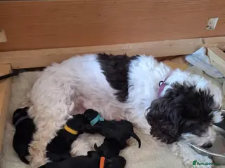 Cockapoo dogs FB1 Cockapoos - Advert 14