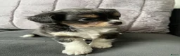 Chihuahua dogs for sale: KC LONG HAIRED CHIHUAHUA  - Advert 9