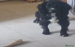 Sprocker dogs for sale: Sprocker for sale - Image 4