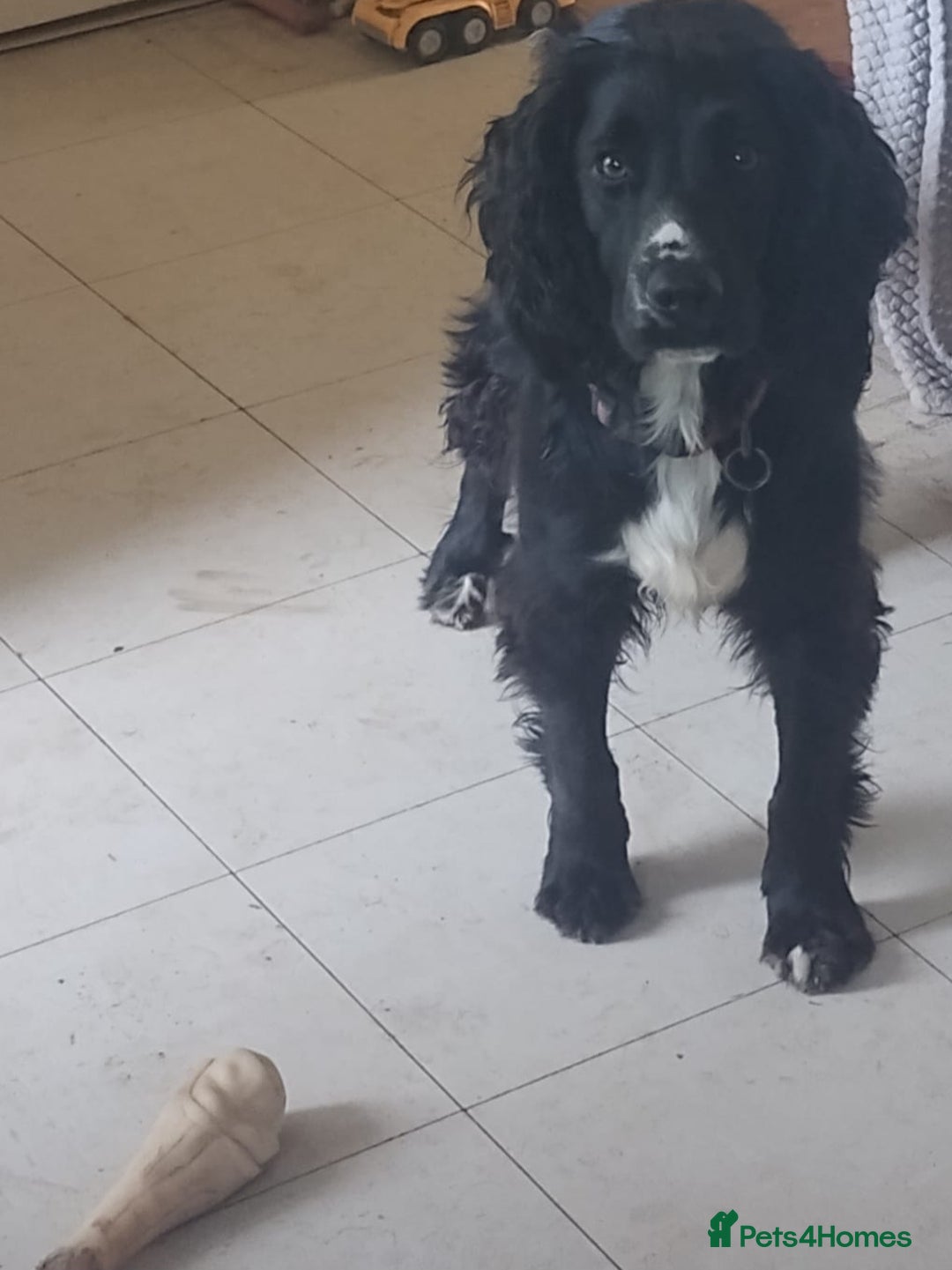 Sprocker dogs for sale: Sprocker for sale - Image 4