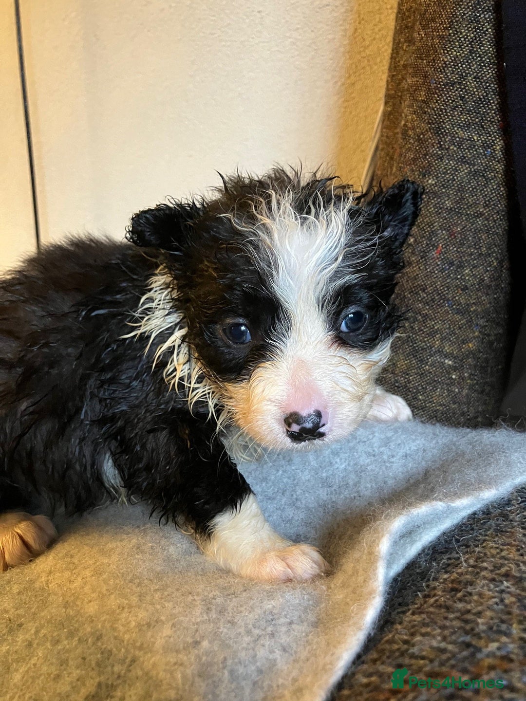 Border Collie dogs for sale: Border Collie Puppies  - Advert 6