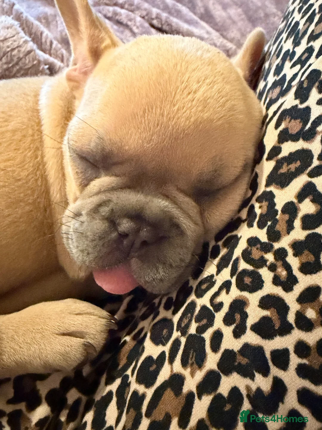 French Bulldog dogs for sale: Male French bulldog  - Advert 2