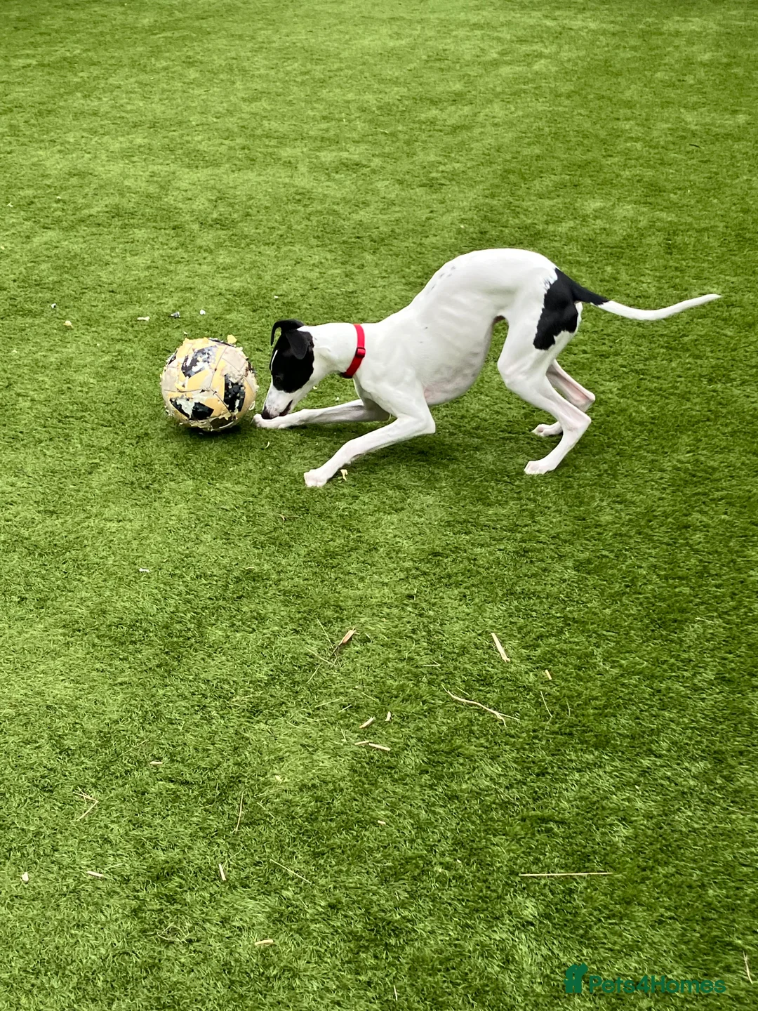 Whippet dogs for sale: Whippet puppy - 7 months - Advert 8