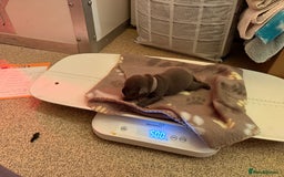 Staffordshire Bull Terrier dogs for sale: 🏆4 multi int champion Zeus Kante Pups for sale 🏆 - Image 13