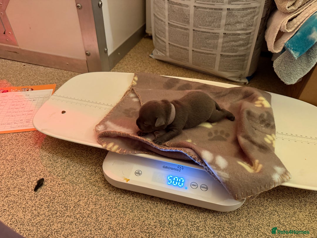 Staffordshire Bull Terrier dogs for sale: 🏆4 multi int champion Zeus Kante Pups for sale 🏆 - Image 13