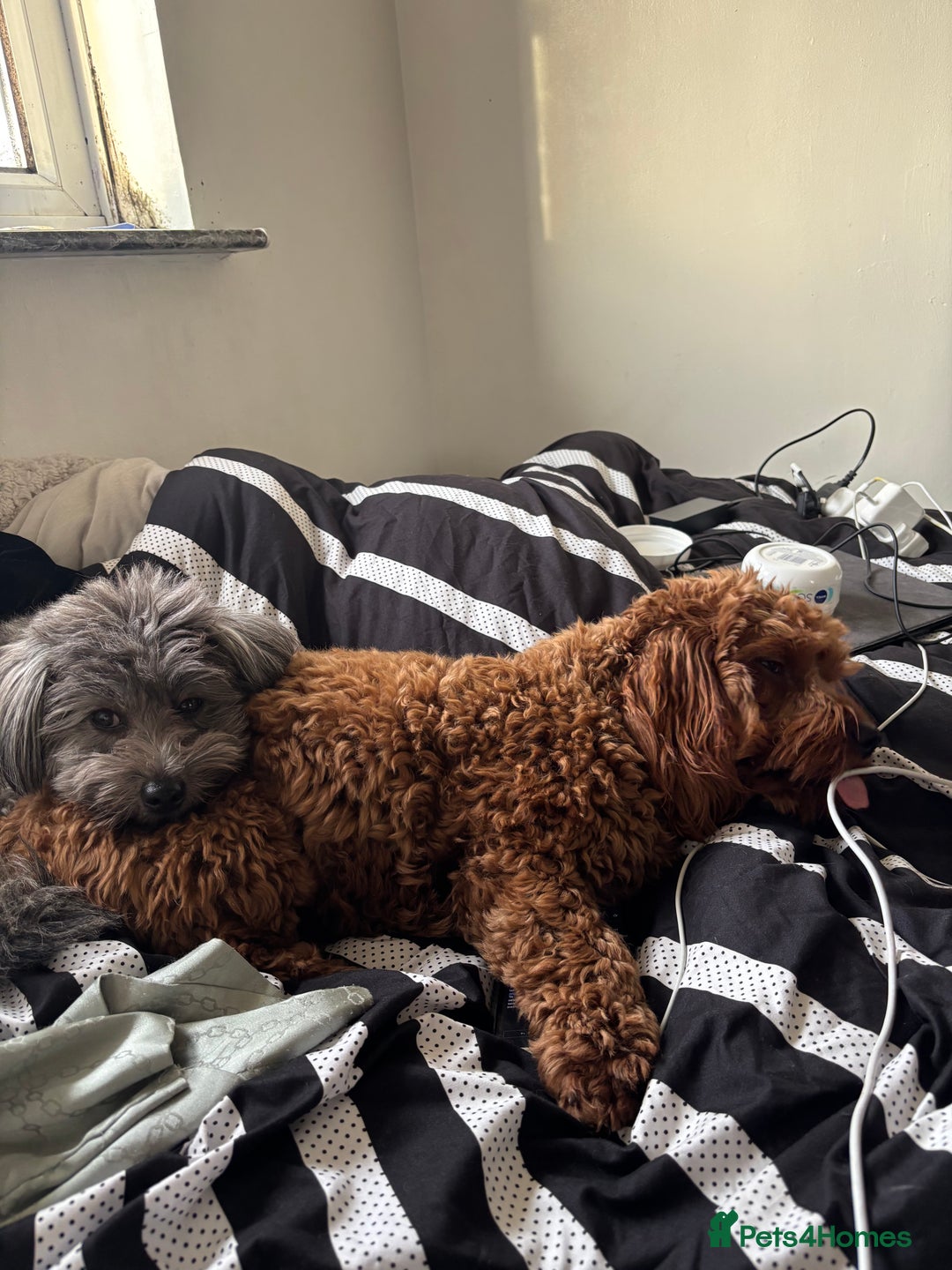 Mixed Breed dogs for sale: Puppies looking for a loving family  - Image 24