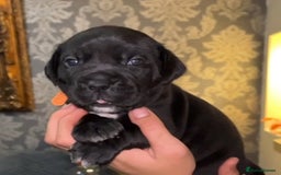 Cane Corso dogs for sale:  🐾 Exceptional bloodlines 🐾 - Image 4