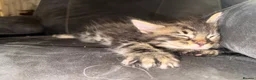 Maine Coon cats for sale: Stunning Maine Coon X Kittens Needing New Homes! - Advert 35