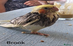 Cockatiels birds for sale: Hand-Reared male + female Cockatiels - Image 5