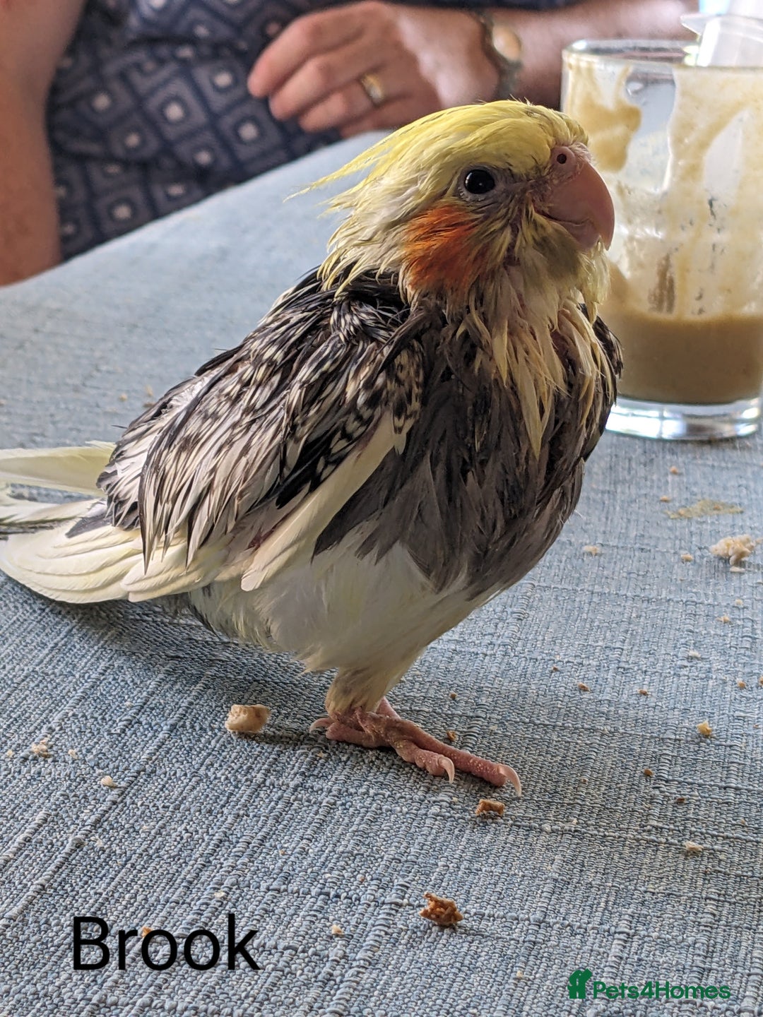 Cockatiels birds for sale: Hand-Reared male + female Cockatiels - Image 5