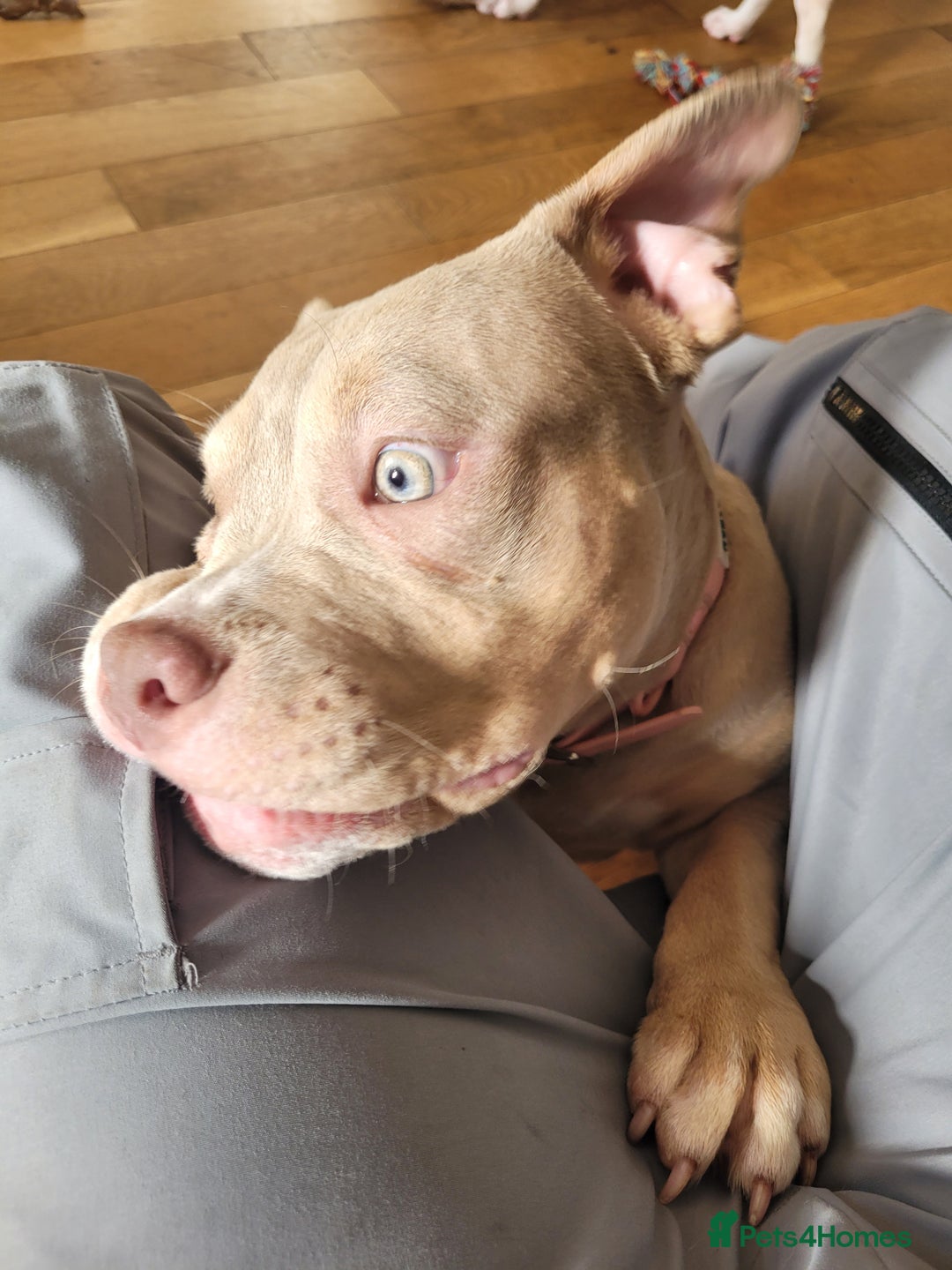 American Bulldog dogs for sale: American pocket bully  - Image 6