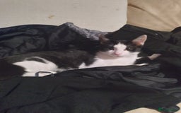 Mixed Breed cats for sale: Female kitten  - Image 1