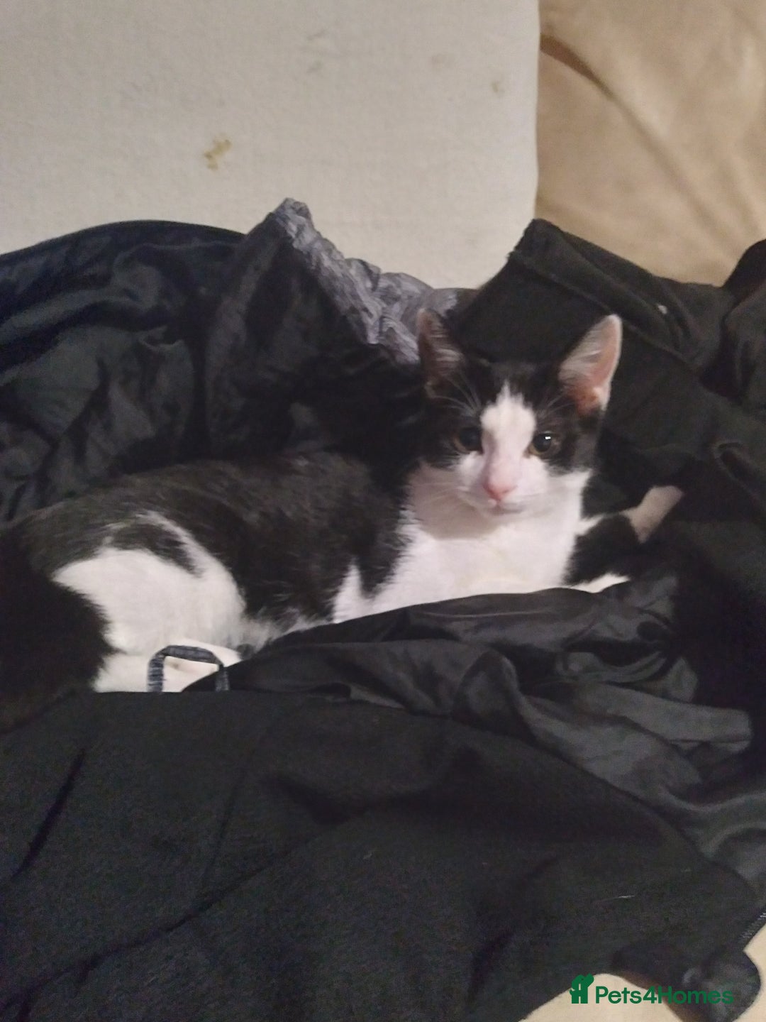 Mixed Breed cats for sale: Female kitten  - Image 1
