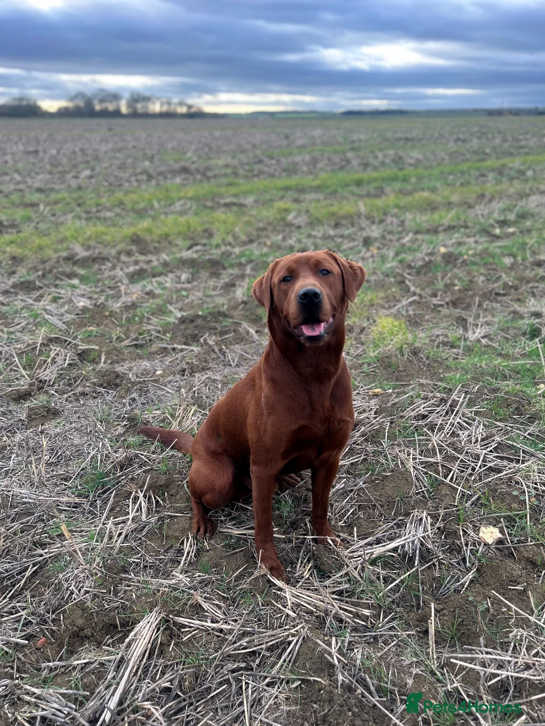 Labrador Retriever dogs for stud: AGLABS ICON - HEALTH TESTED DARKEST FOX RED in Grantham - Advert 21