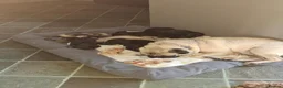 Mixed Breed dogs for sale: 6 adorable pugapoo puppies  - Advert 11