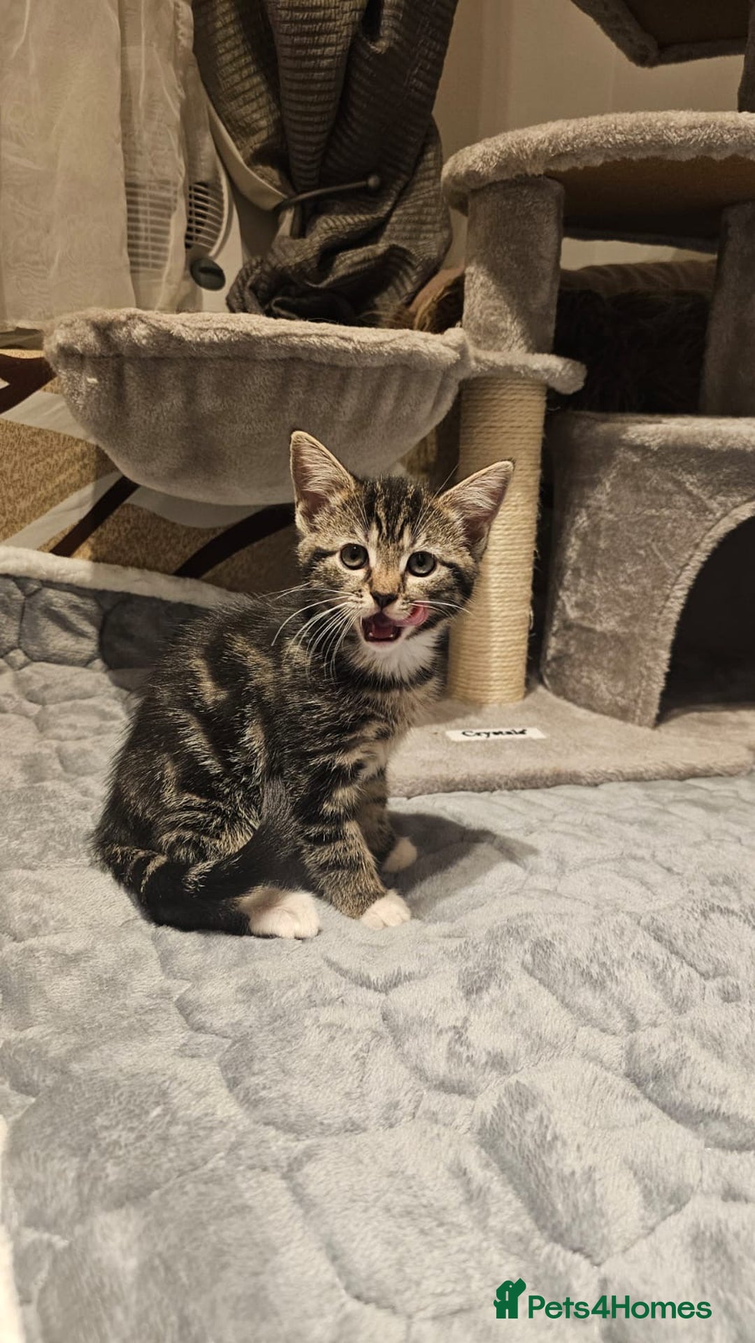 American Shorthair cats for sale: Shorthair Kittens Ready for loving homes  - Advert 7