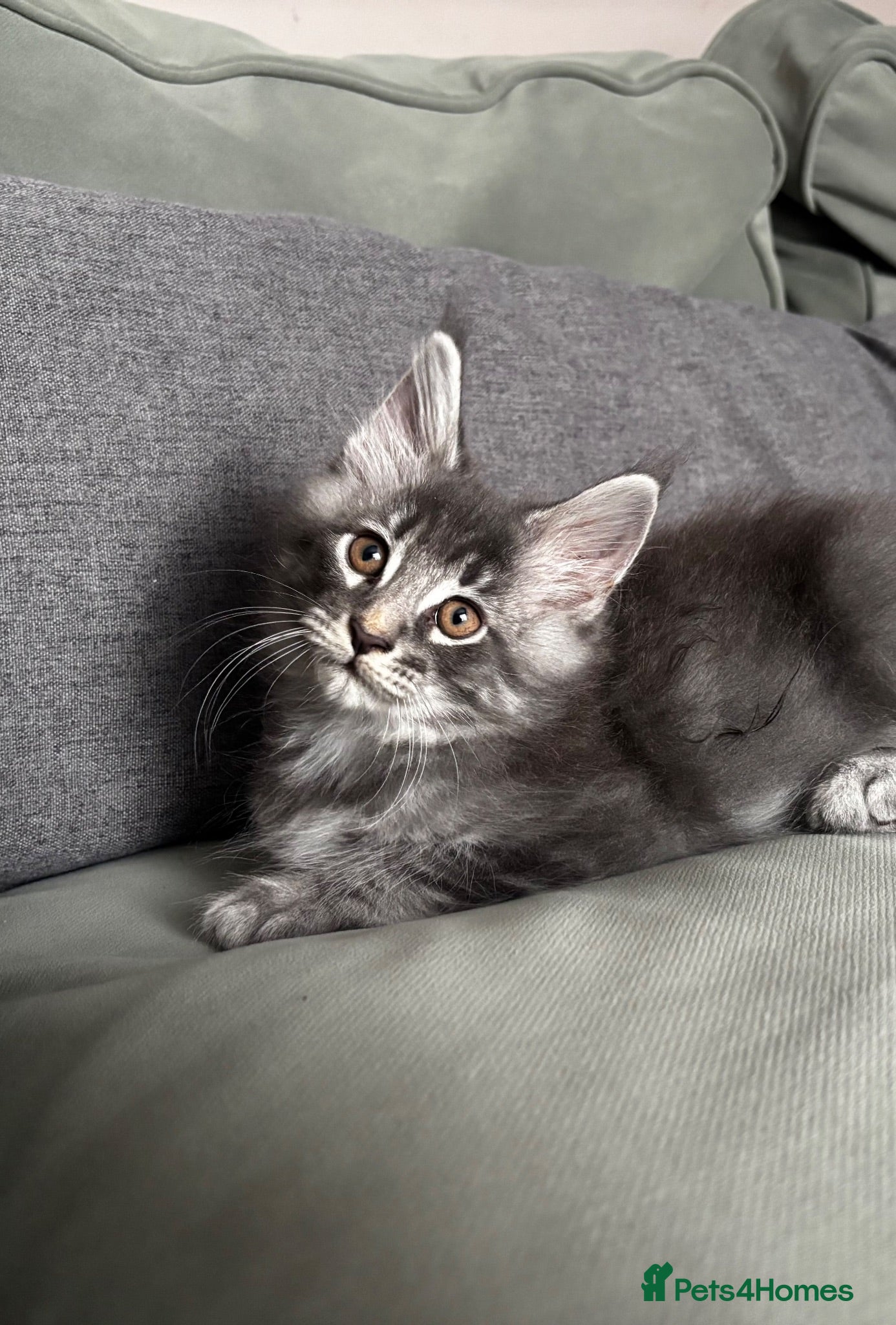 Maine Coon cats Majestic Maine Coon Kittens  - Advert 1