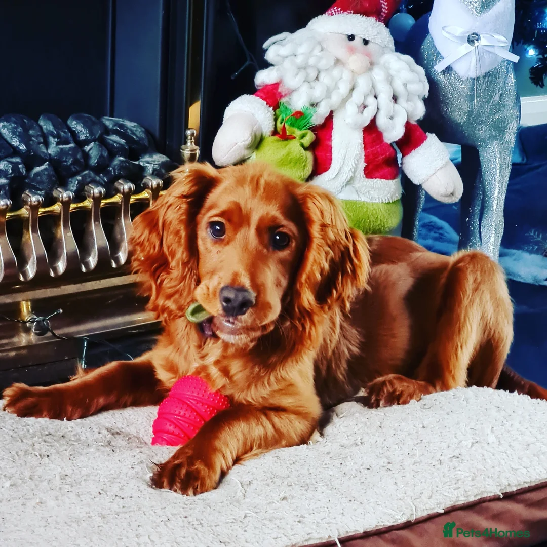Mixed Breed dogs for sale: 4 year old cocker poo  - Advert 3