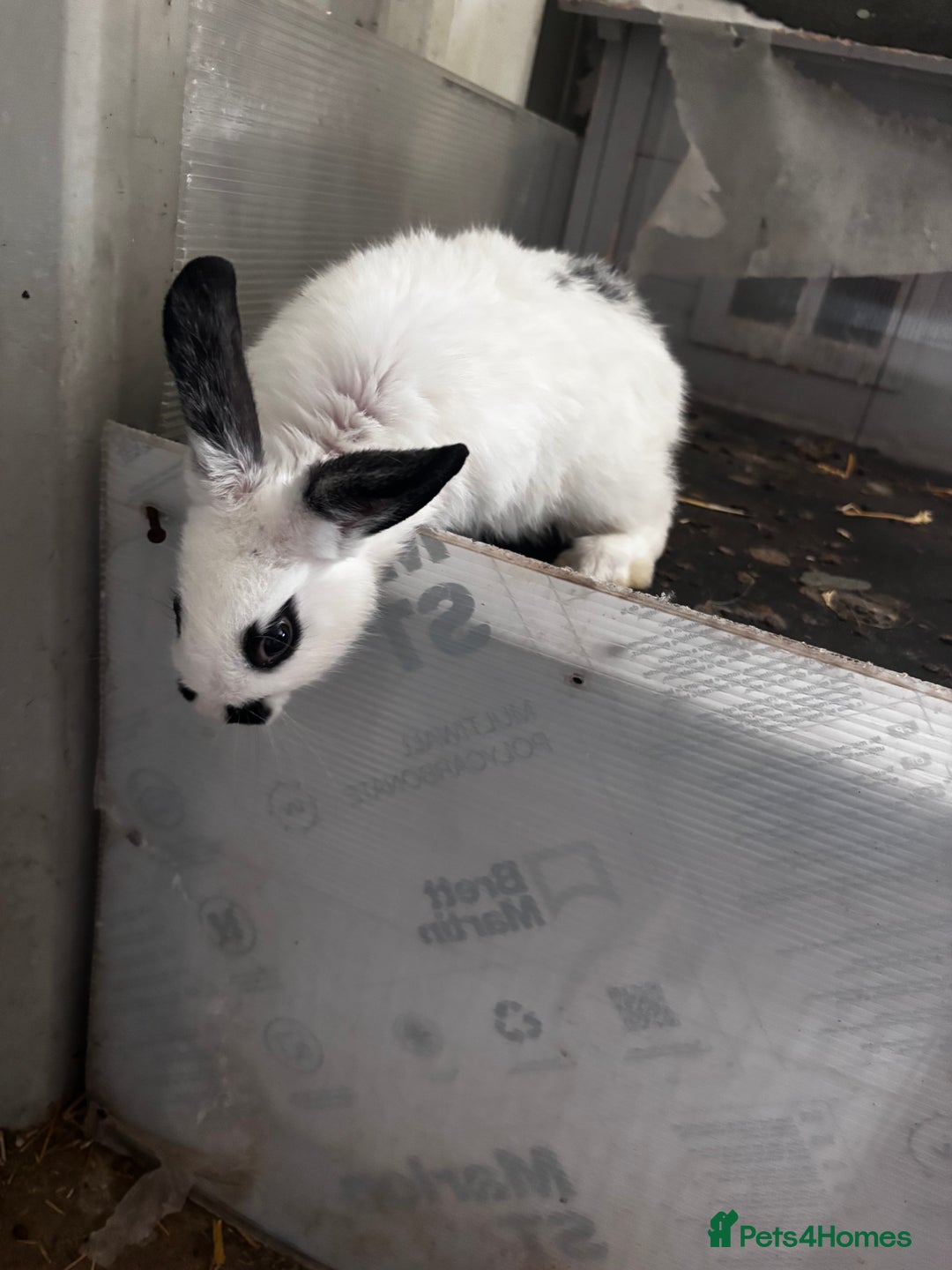 Lionhead rabbits for sale: Lionhead rabbits  - Image 3