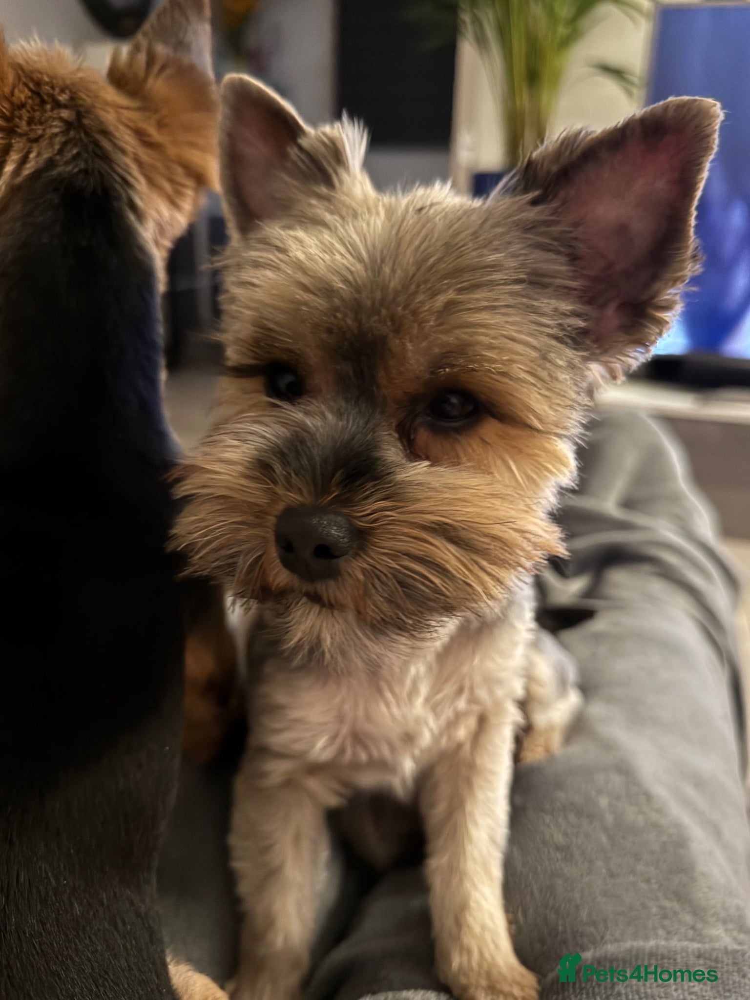 Mixed Breed dogs Adorable Yorkie / Biewer Puppies  - Advert 1