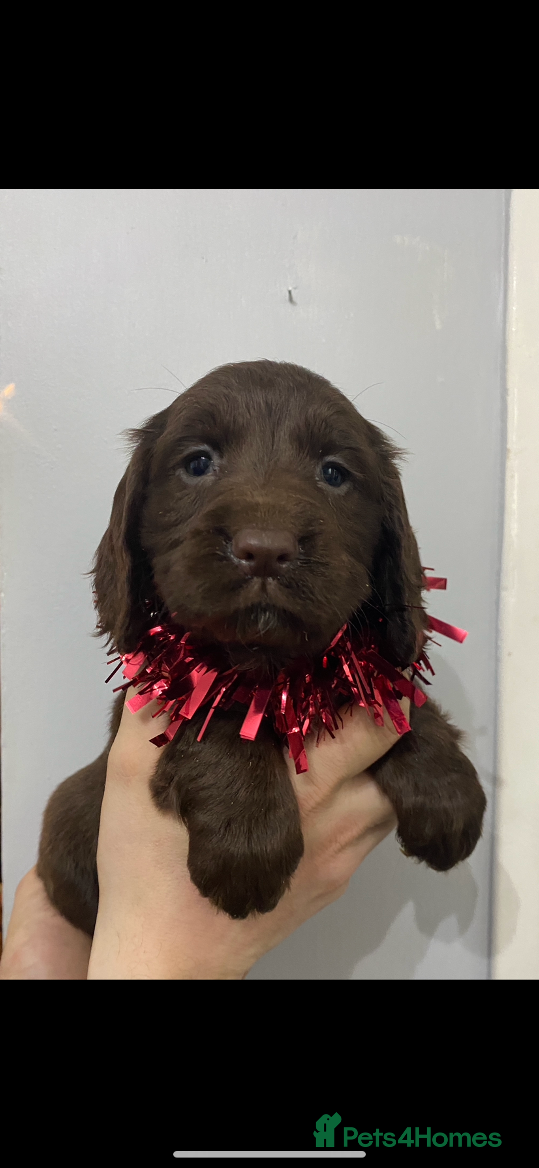 Cocker Spaniel dogs for sale: Cocker spaniel puppies for sale  - Advert 11