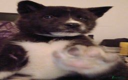 Akita dogs for sale: 2 males Japanese aktia ready to leave  - Image 1