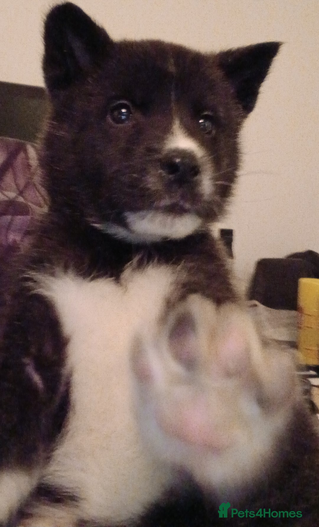 Akita dogs for sale: 2 males Japanese aktia ready to leave  - Image 1