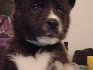 Akita dogs - Advert 2