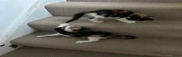 Mixed Breed cats for sale: Ginger White and black kittens for sale in Watford - Advert 4