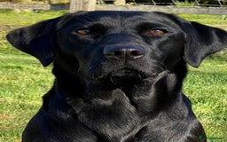 Labrador Retriever dogs for sale: Labrador 2 x boys left FTW Drakeshead Flycatcher   in Blackpool - Image 19