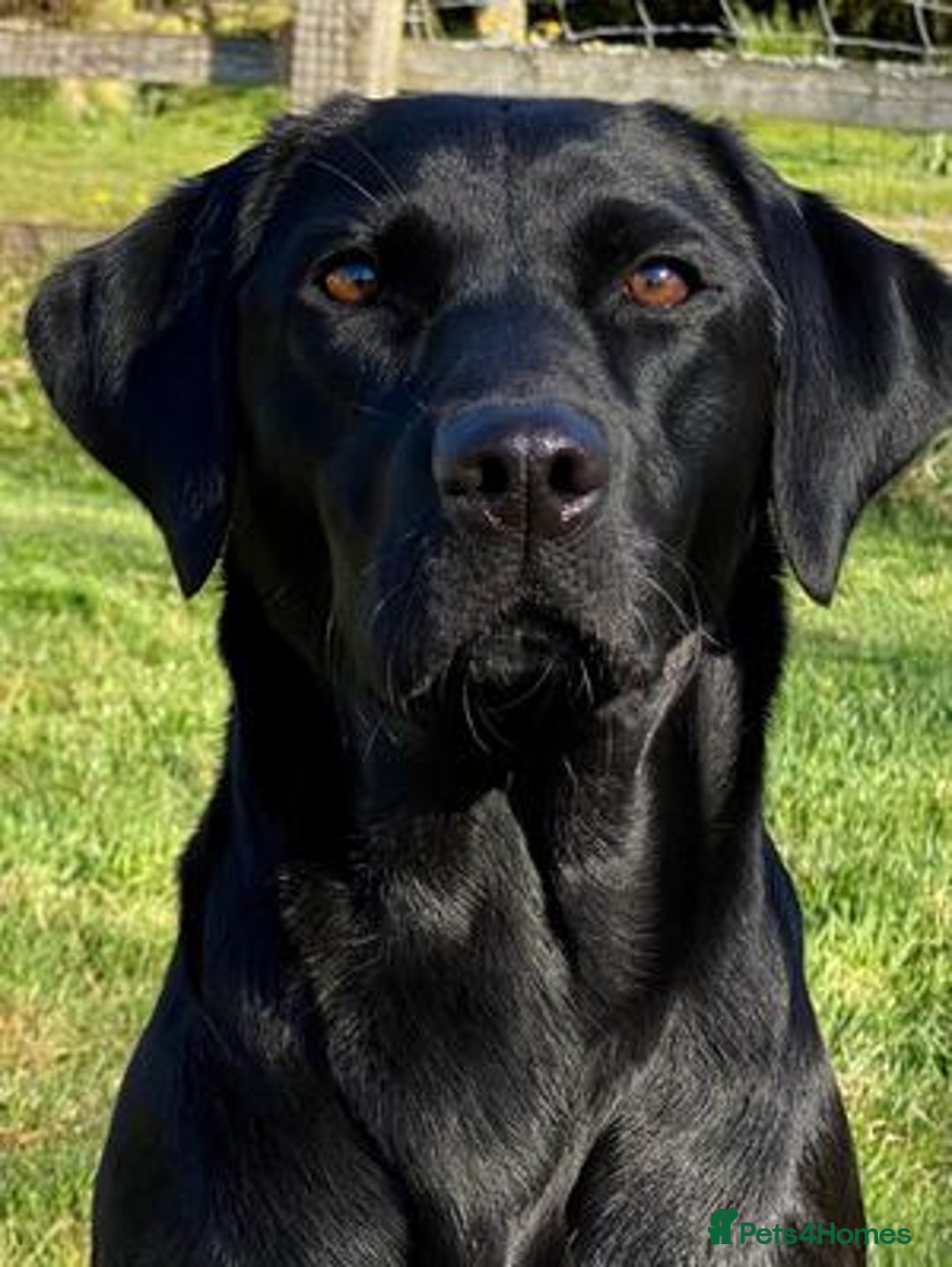 Labrador Retriever dogs for sale: Labrador 2 x boys left FTW Drakeshead Flycatcher   in Blackpool - Image 19