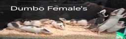 Rat rodents for sale: Baby Dumbo Rat's available, Males & Females  - Advert 3