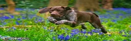 German Shorthaired Pointer dogs for stud: Jasper AKA Swallow of the north - Advert 1