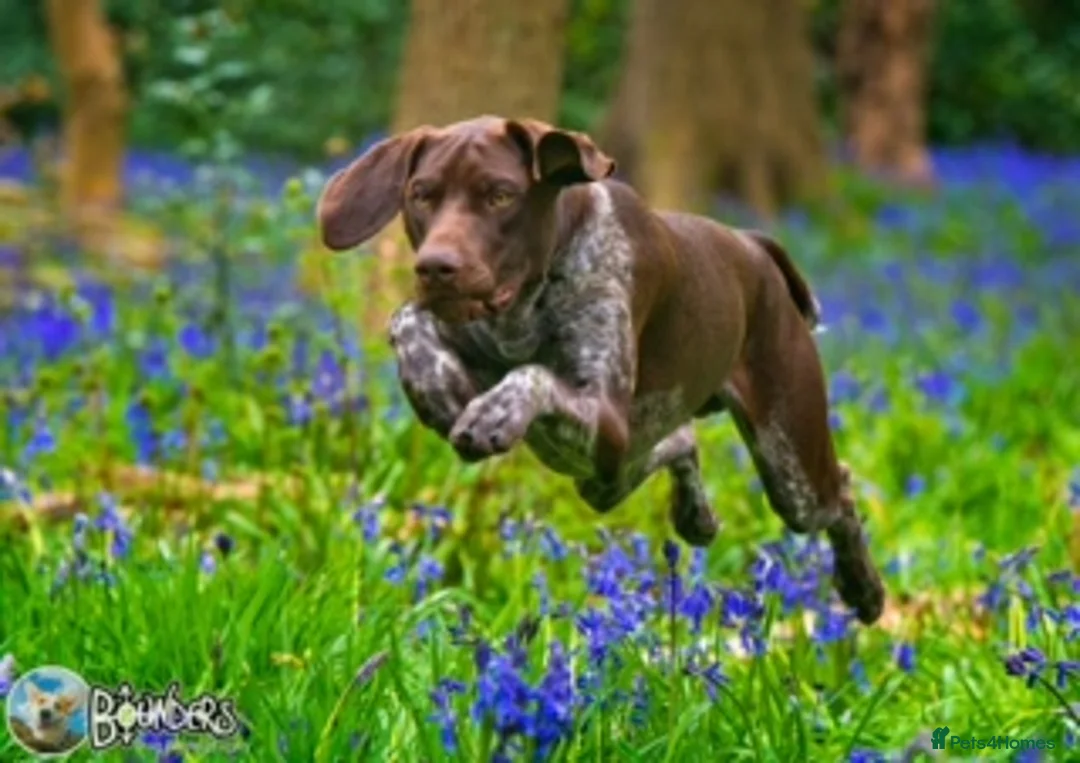 German Shorthaired Pointer dogs for stud: Jasper AKA Swallow of the north - Advert 1