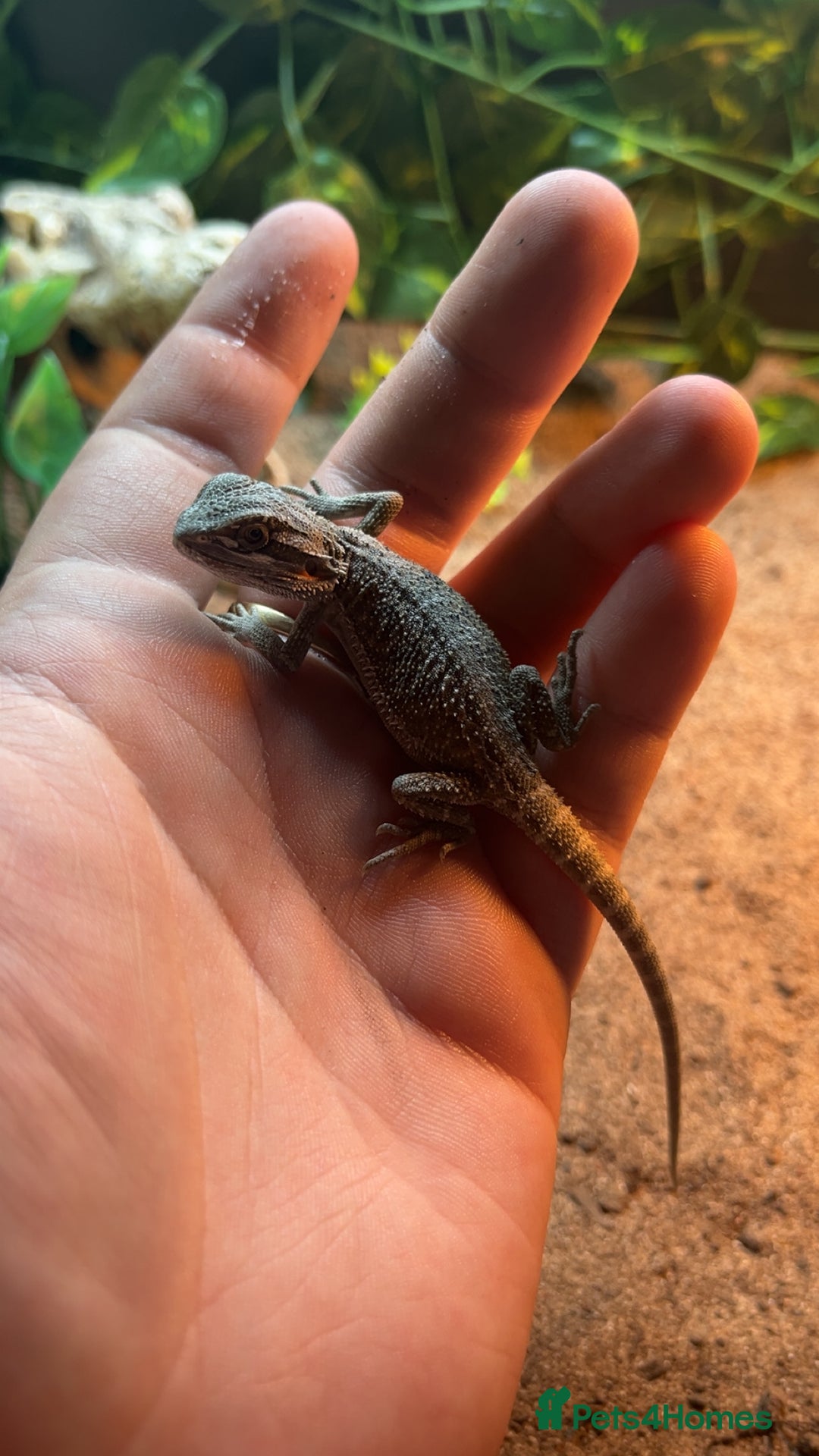 Bearded Dragon reptiles for sale: Bearded dragon and full set up - Advert 5