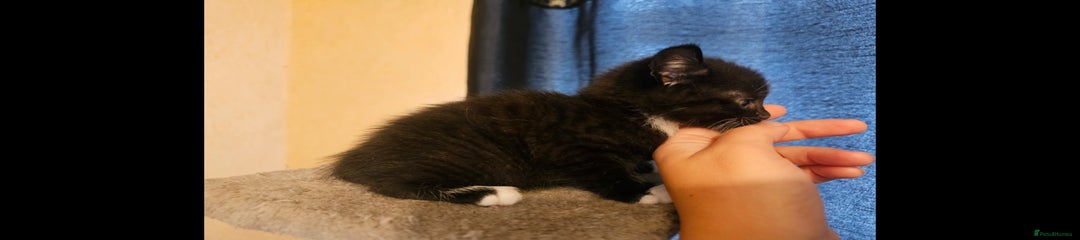Mixed Breed Kitten 1