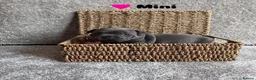 Staffordshire Bull Terrier dogs for sale: Beautiful blue Staffordshire bull terrier puppies  in Coventry - Advert 11