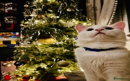 Turkish Van cats for sale: Cosmo Male white cat - Image 7