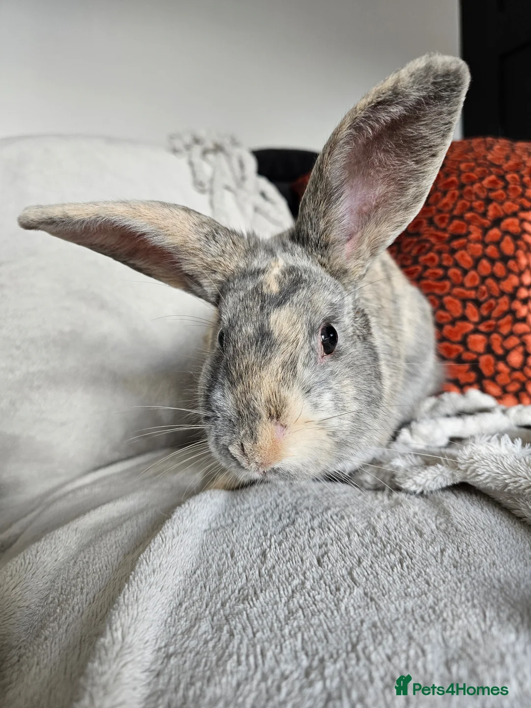 Mixed Breed rabbits for sale: Beautiful Male Rabbit “Jude” looking for new home in Wakefield - Advert 2