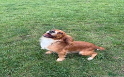 Cocker Spaniel dogs for sale: Beautiful  - Image 2