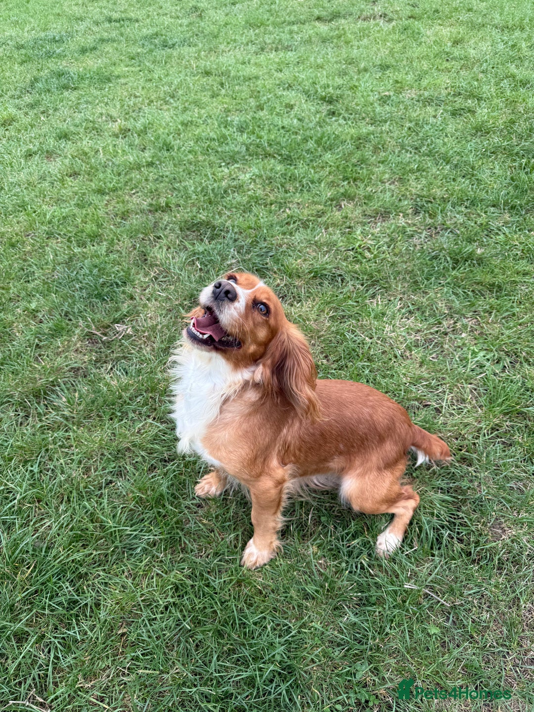 Cocker Spaniel dogs for sale: Beautiful  - Image 2