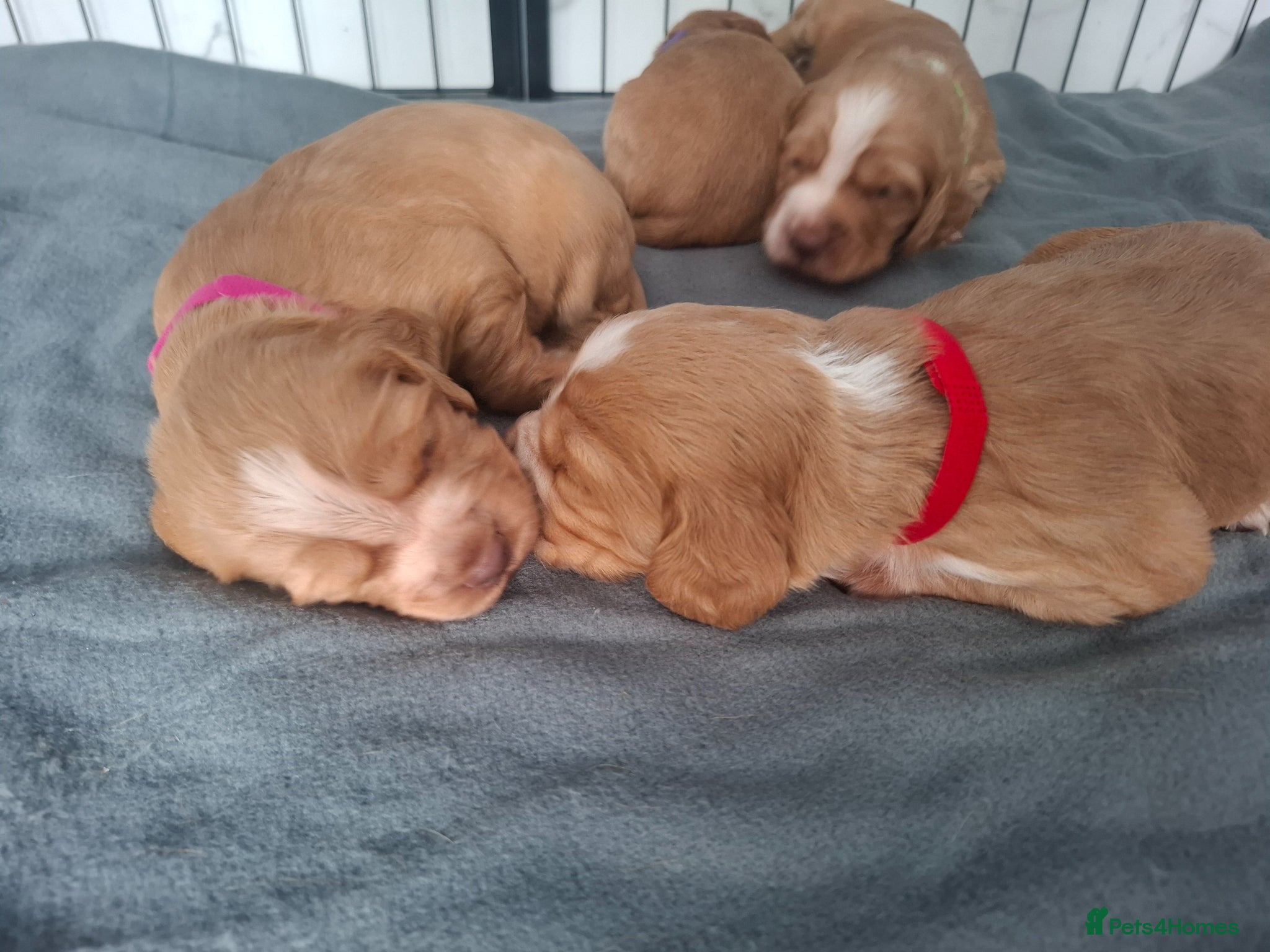 Cocker Spaniel dogs Working Cocker spaniel puppies - Advert 2