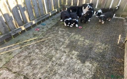 Border Collie dogs for sale: Border Collie puppies  - Image 8
