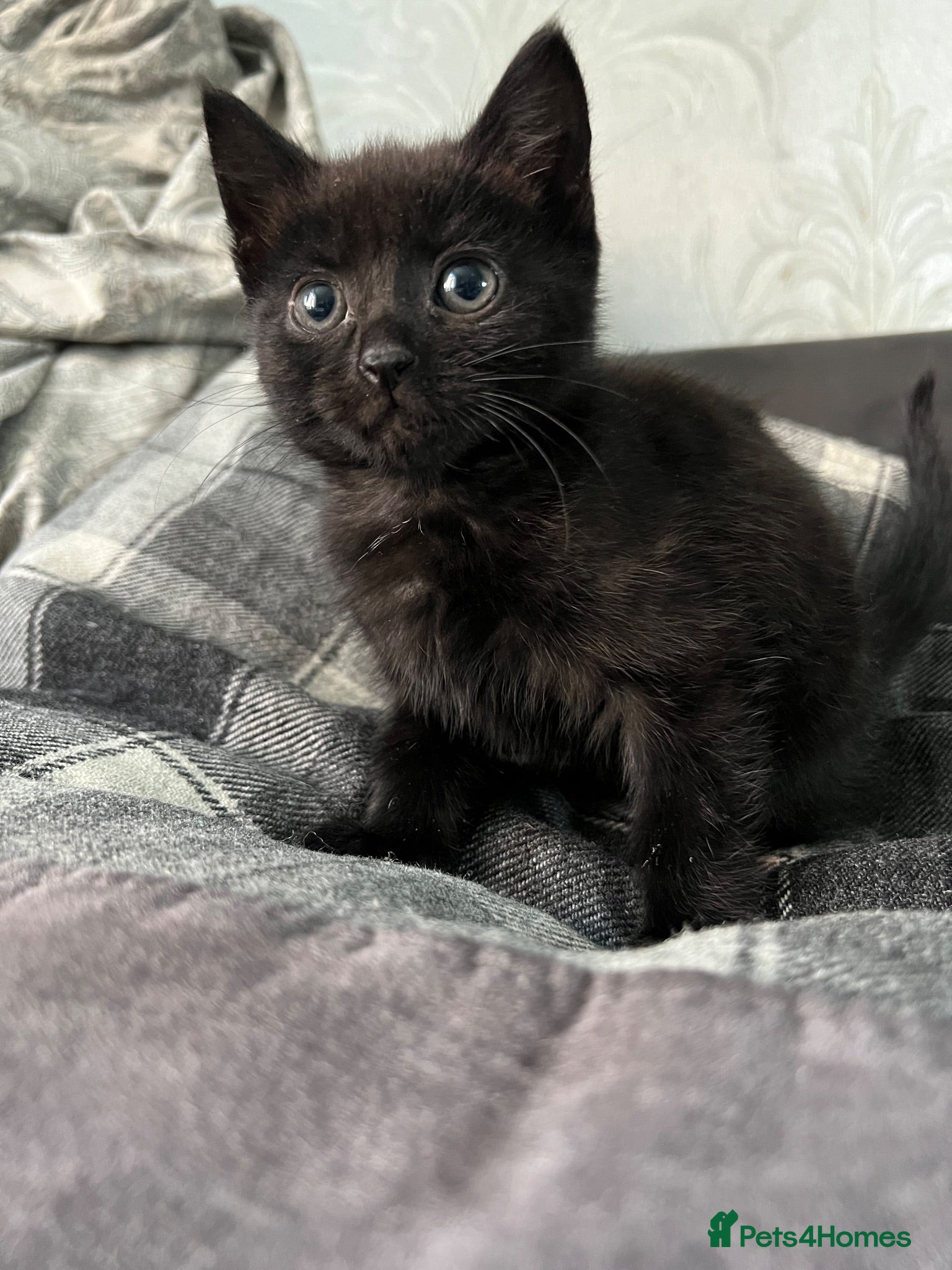 Mixed Breed cats 1 Beautiful Black Boy Kitten Remaining  - Advert 1