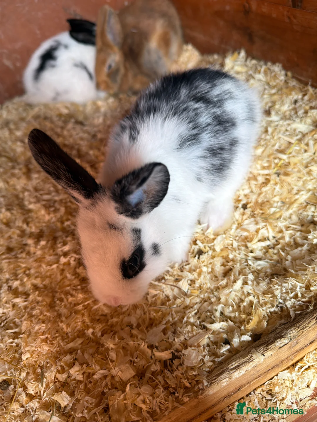 Mixed Breed rabbits for sale: Bunnies  in Newark - Advert 21