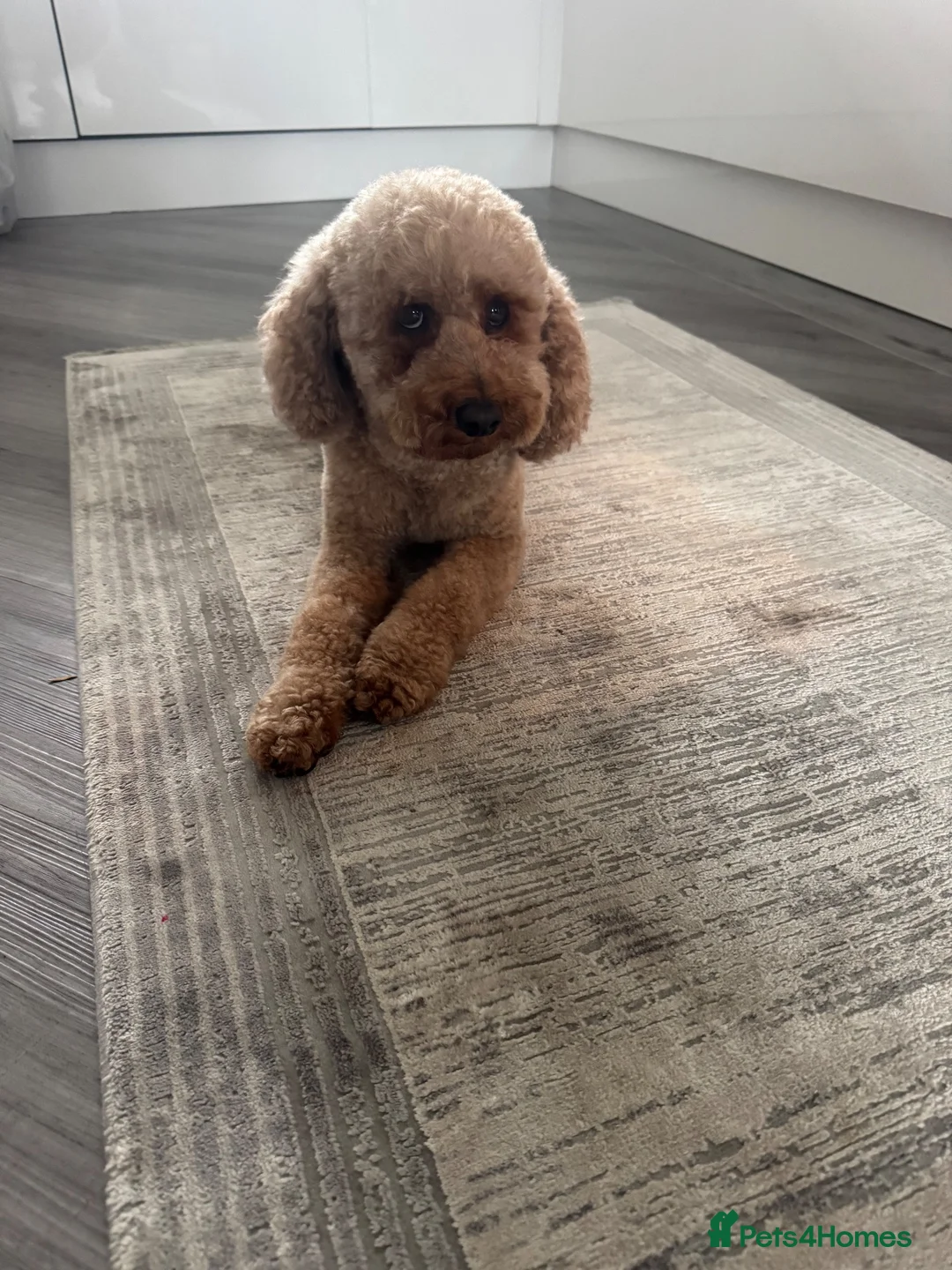 Toy Poodle dogs for sale: Toy puddle  - Advert 2